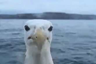 Cornwall fisherman faces off with giant gull tapping on boat window - but says octopus invasion is bigger threat as they wipe out future lobster stocks.