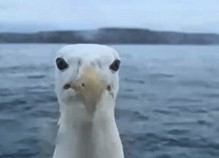 Cornwall fisherman faces off with giant gull tapping on boat window - but says octopus invasion is bigger threat as they wipe out future lobster stocks.