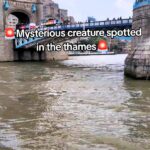 A surprised George Shelley spotted a lone seal swimming near Tower Bridge in the Thames - ZSL urges sightings be reported to help monitor and protect river wildlife.