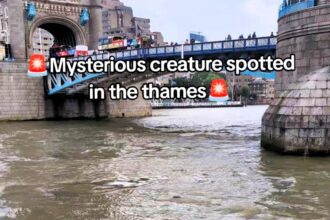 A surprised George Shelley spotted a lone seal swimming near Tower Bridge in the Thames - ZSL urges sightings be reported to help monitor and protect river wildlife.