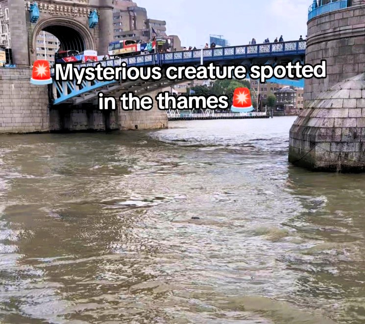 A surprised George Shelley spotted a lone seal swimming near Tower Bridge in the Thames - ZSL urges sightings be reported to help monitor and protect river wildlife.