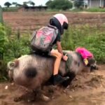 Nine-year-old Gutinho Rocha rides his speedy pig Foguete to school in Brazil, wearing a helmet for safety. The viral sensation has tamed her himself and now boasts 1.2M fans.