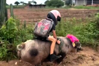 Nine-year-old Gutinho Rocha rides his speedy pig Foguete to school in Brazil, wearing a helmet for safety. The viral sensation has tamed her himself and now boasts 1.2M fans.