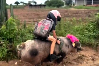 Nine-year-old Gutinho Rocha rides his speedy pig Foguete to school in Brazil, wearing a helmet for safety. The viral sensation has tamed her himself and now boasts 1.2M fans.