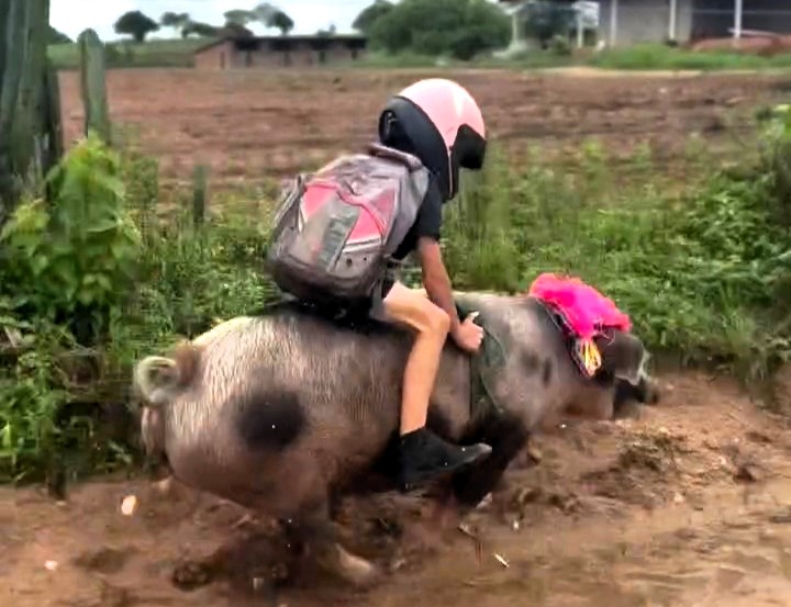 Nine-year-old Gutinho Rocha rides his speedy pig Foguete to school in Brazil, wearing a helmet for safety. The viral sensation has tamed her himself and now boasts 1.2M fans.