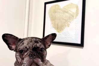 Puppy pees perfect heart on training pad - proud owner frames it as viral 'masterpiece' stuns millions online with fans calling French bulldog Gigi a legend.