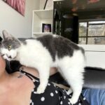 Dusty the cat vanished from the Isle of Man and was found 400 miles away in Devon after stowing away in a van. A fundraiser has helped reunite her with her grateful owner.