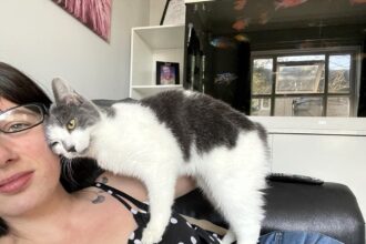 Dusty the cat vanished from the Isle of Man and was found 400 miles away in Devon after stowing away in a van. A fundraiser has helped reunite her with her grateful owner.