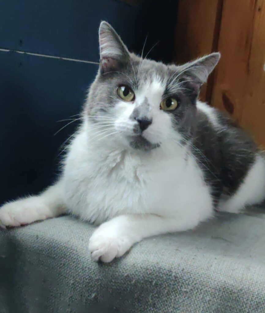 Dusty the cat vanished from the Isle of Man and was found 400 miles away in Devon after stowing away in a van. A fundraiser has helped reunite her with her grateful owner.