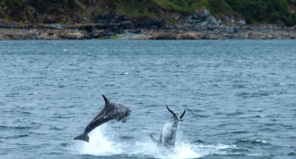 Rare Risso's dolphins have been spotted leaping off Cornwall after feasting on booming octopus numbers, offering lucky wildlife watchers an unforgettable spectacle.