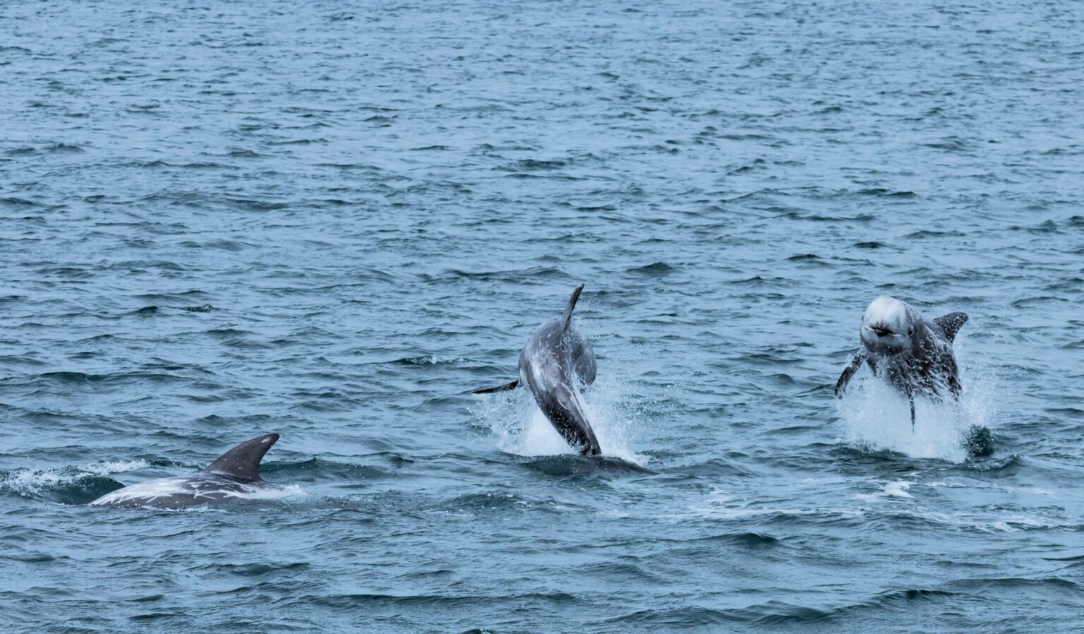 Rare Risso's dolphins have been spotted leaping off Cornwall after feasting on booming octopus numbers, offering lucky wildlife watchers an unforgettable spectacle.