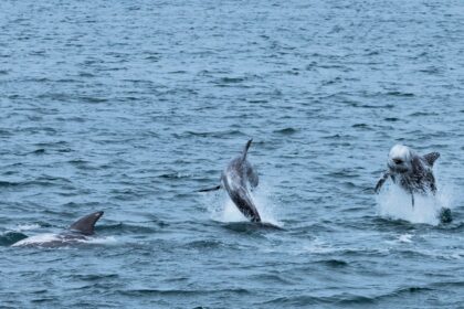Rare Risso's dolphins have been spotted leaping off Cornwall after feasting on booming octopus numbers, offering lucky wildlife watchers an unforgettable spectacle.