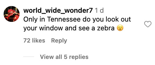 Social media comment on the post of A zebra caused chaos in Tennessee after escaping its home and trotting down a highway. It was safely recaptured after being spotted weaving through traffic.