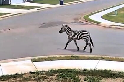 A zebra caused chaos in Tennessee after escaping its home and trotting down a highway. It was safely recaptured after being spotted weaving through traffic.