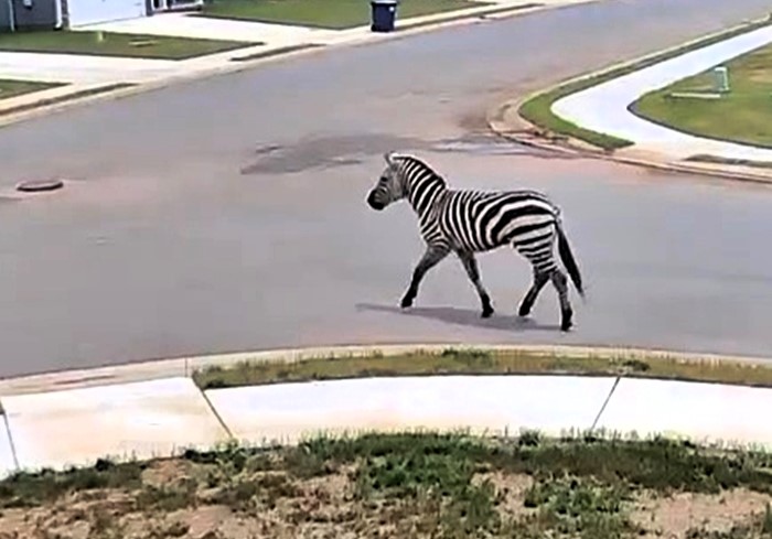 A zebra caused chaos in Tennessee after escaping its home and trotting down a highway. It was safely recaptured after being spotted weaving through traffic.