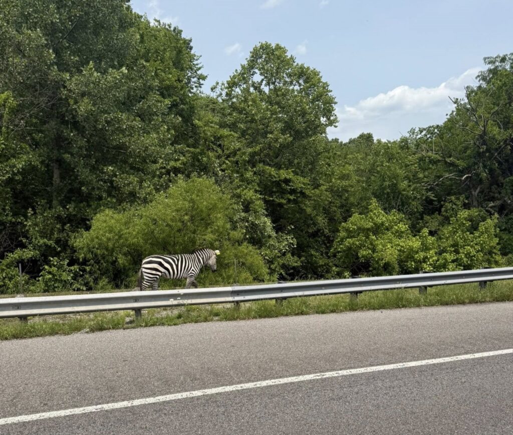 A zebra caused chaos in Tennessee after escaping its home and trotting down a highway. It was safely recaptured after being spotted weaving through traffic.