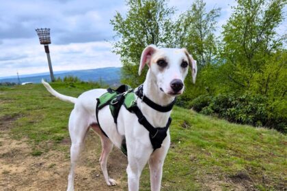 Cooper the lurcher has spent 200 days waiting for a loving home due to his fear of small furry pets, but he's playful, clever and ready for a second chance.