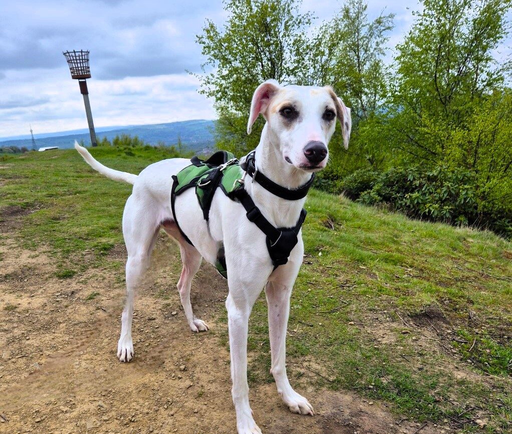 Cooper the lurcher has spent 200 days waiting for a loving home due to his fear of small furry pets, but he's playful, clever and ready for a second chance.
