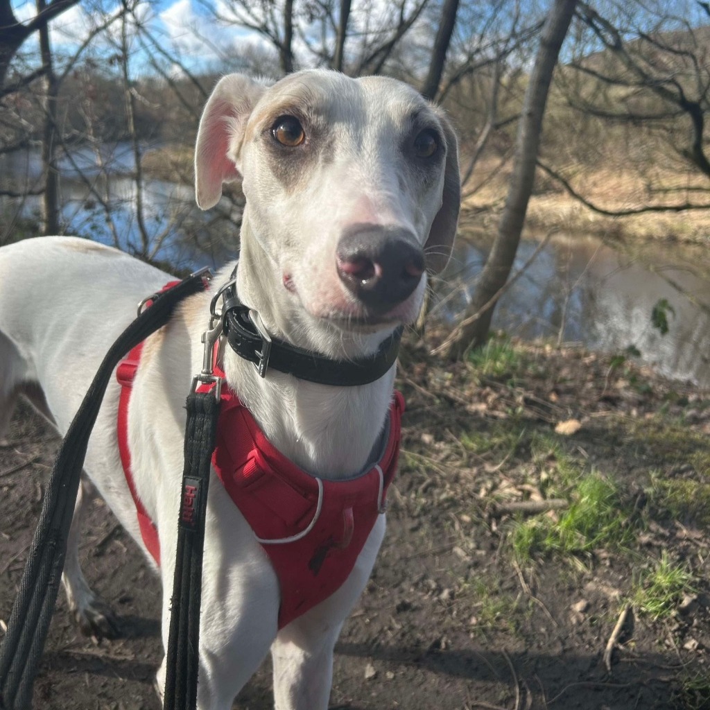 Cooper the lurcher has spent 200 days waiting for a loving home due to his fear of small furry pets, but he's playful, clever and ready for a second chance.