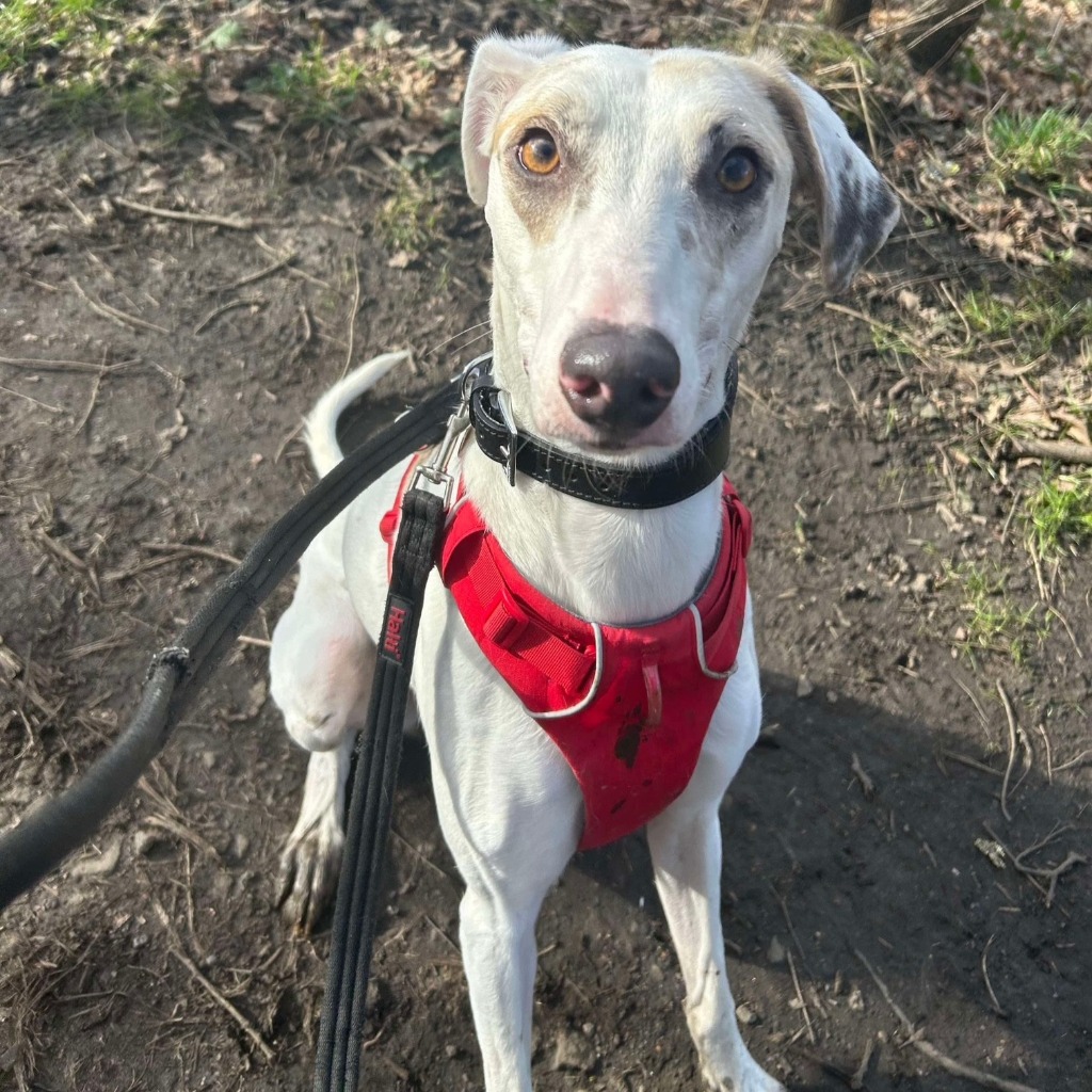 Cooper the lurcher has spent 200 days waiting for a loving home due to his fear of small furry pets, but he's playful, clever and ready for a second chance.