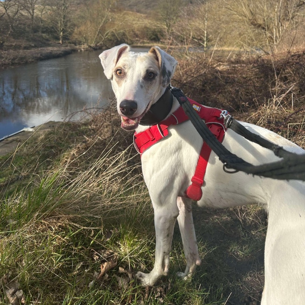 Cooper the lurcher has spent 200 days waiting for a loving home due to his fear of small furry pets, but he's playful, clever and ready for a second chance.