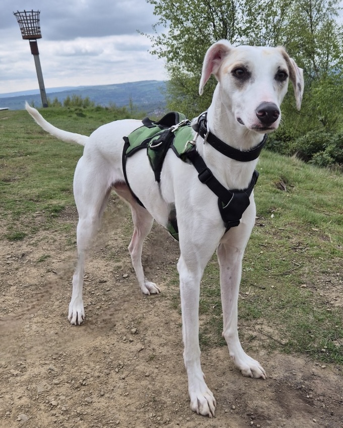 Cooper the lurcher has spent 200 days waiting for a loving home due to his fear of small furry pets, but he's playful, clever and ready for a second chance.