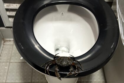 A woman was stunned to find a large crab on a public toilet seat in Saundersfoot Harbour, Wales, narrowly avoiding a nasty nip while rushing to use the loo.