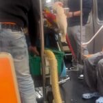 A Brit living in New York was stunned to share a subway ride with parrots and a 15ft snake, sparking viral reactions and concern for the animals' welfare online.