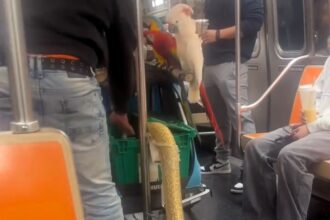 A Brit living in New York was stunned to share a subway ride with parrots and a 15ft snake, sparking viral reactions and concern for the animals' welfare online.