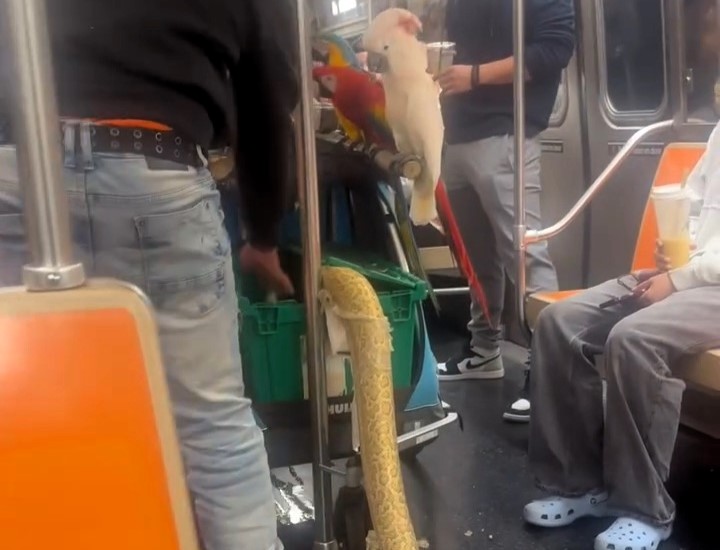 A Brit living in New York was stunned to share a subway ride with parrots and a 15ft snake, sparking viral reactions and concern for the animals' welfare online.
