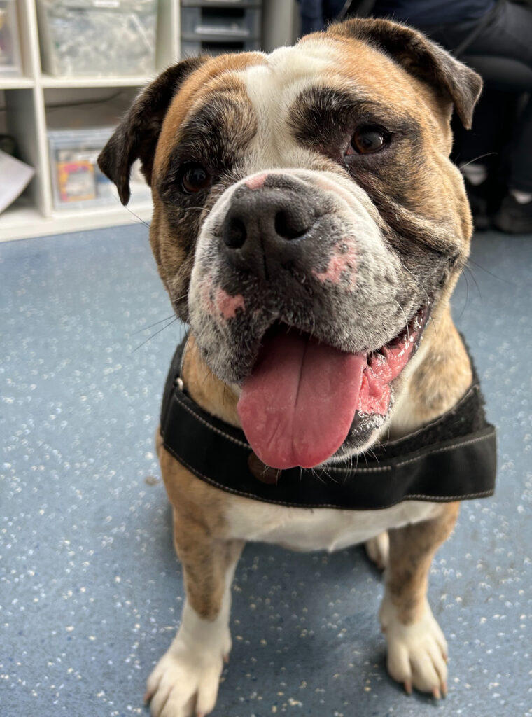 Jadey, a once-terrified bulldog rescued by the RSPCA, is now full of love and confidence but still searching for a forever home after nine months in care.