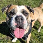 Jadey, a once-terrified bulldog rescued by the RSPCA, is now full of love and confidence but still searching for a forever home after nine months in care.