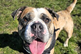 Jadey, a once-terrified bulldog rescued by the RSPCA, is now full of love and confidence but still searching for a forever home after nine months in care.