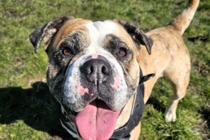 Jadey, a once-terrified bulldog rescued by the RSPCA, is now full of love and confidence but still searching for a forever home after nine months in care.