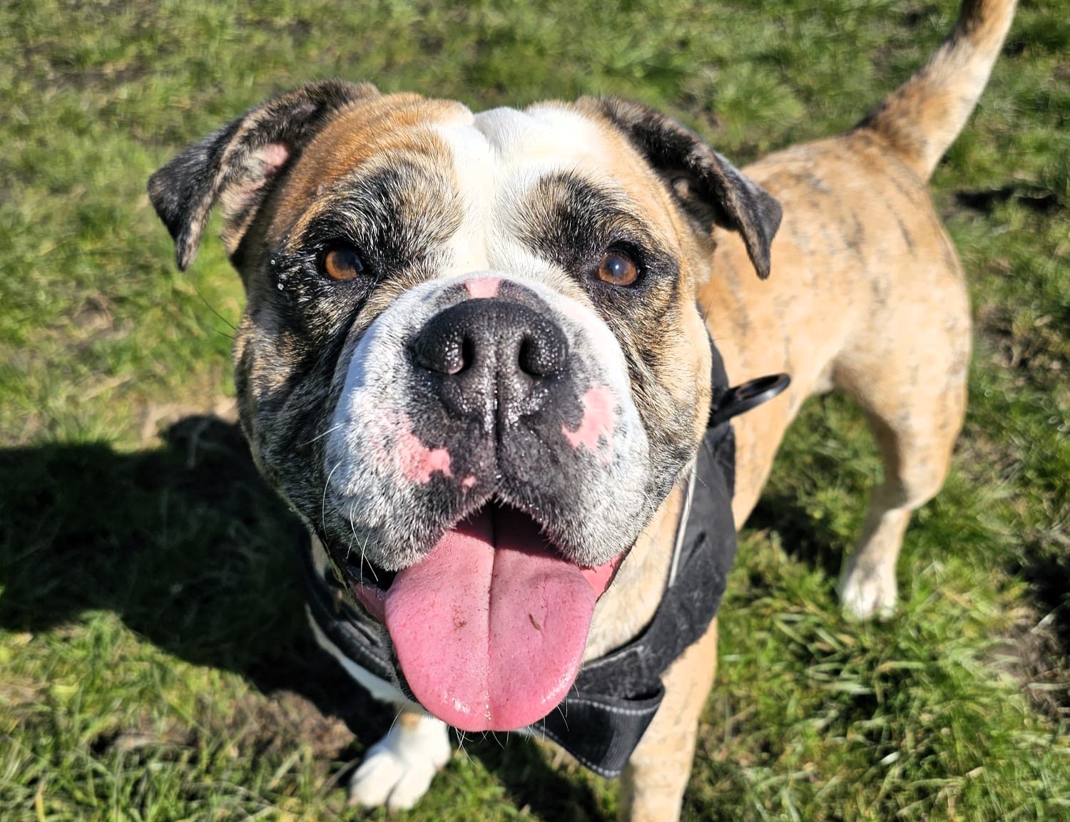 Jadey, a once-terrified bulldog rescued by the RSPCA, is now full of love and confidence but still searching for a forever home after nine months in care.