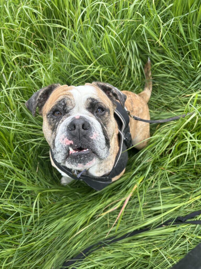 Jadey, a once-terrified bulldog rescued by the RSPCA, is now full of love and confidence but still searching for a forever home after nine months in care.