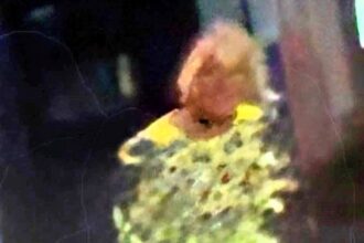 A couple captured a mysterious legless figure in a late-night selfie and joked it looked like Corrie’s Vera Duckworth, sparking debate online over whether it’s a ghost or a blur.