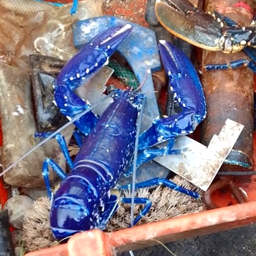 A Devon fisherman has incredibly caught the same rare blue lobster three times in three weeks, defying 1-in-2-million odds, before safely releasing it back each time.