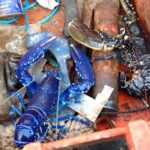 A Devon fisherman has incredibly caught the same rare blue lobster three times in three weeks, defying 1-in-2-million odds, before safely releasing it back each time.
