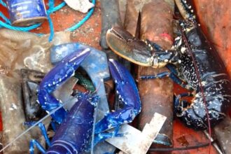 A Devon fisherman has incredibly caught the same rare blue lobster three times in three weeks, defying 1-in-2-million odds, before safely releasing it back each time.