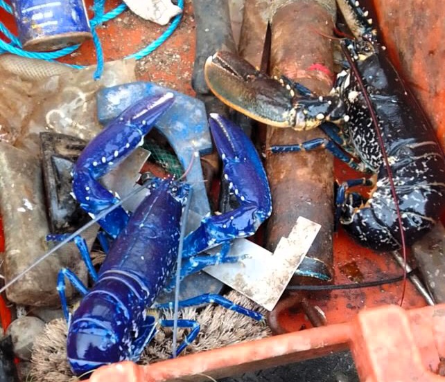 A Devon fisherman has incredibly caught the same rare blue lobster three times in three weeks, defying 1-in-2-million odds, before safely releasing it back each time.