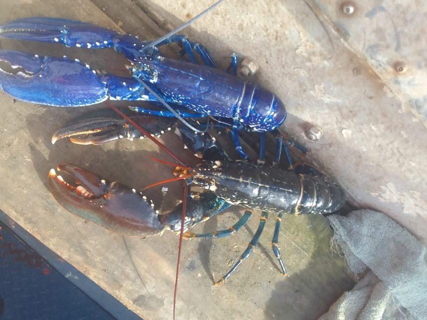A Devon fisherman has incredibly caught the same rare blue lobster three times in three weeks, defying 1-in-2-million odds, before safely releasing it back each time.