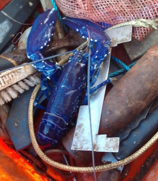 A Devon fisherman has incredibly caught the same rare blue lobster three times in three weeks, defying 1-in-2-million odds, before safely releasing it back each time.