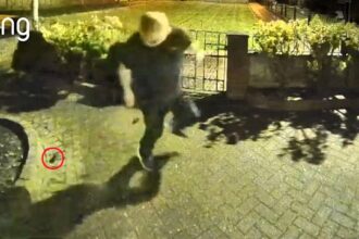 A man named Stephen was hilariously chased by a tiny mouse around his Merseyside patio, with even his cat Rosie too scared to help, all caught on Ring doorbell footage.