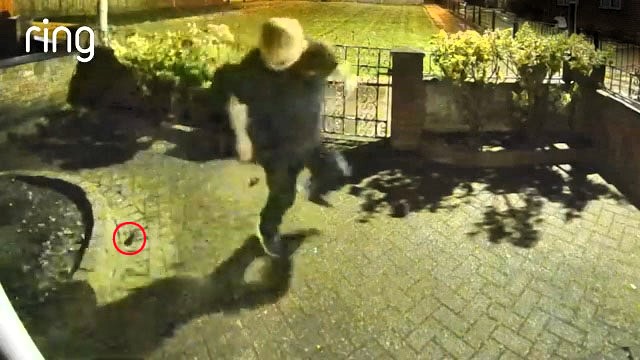 A man named Stephen was hilariously chased by a tiny mouse around his Merseyside patio, with even his cat Rosie too scared to help, all caught on Ring doorbell footage.