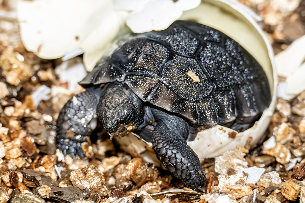 Goliath the Galapagos tortoise became a first-time dad at 135, hatching a historic baby just in time for Father’s Day - a possible Guinness World Record for oldest new parent.