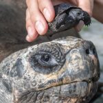 Goliath the Galapagos tortoise became a first-time dad at 135, hatching a historic baby just in time for Father’s Day - a possible Guinness World Record for oldest new parent.