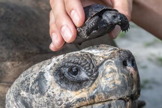 Goliath the Galapagos tortoise became a first-time dad at 135, hatching a historic baby just in time for Father’s Day - a possible Guinness World Record for oldest new parent.