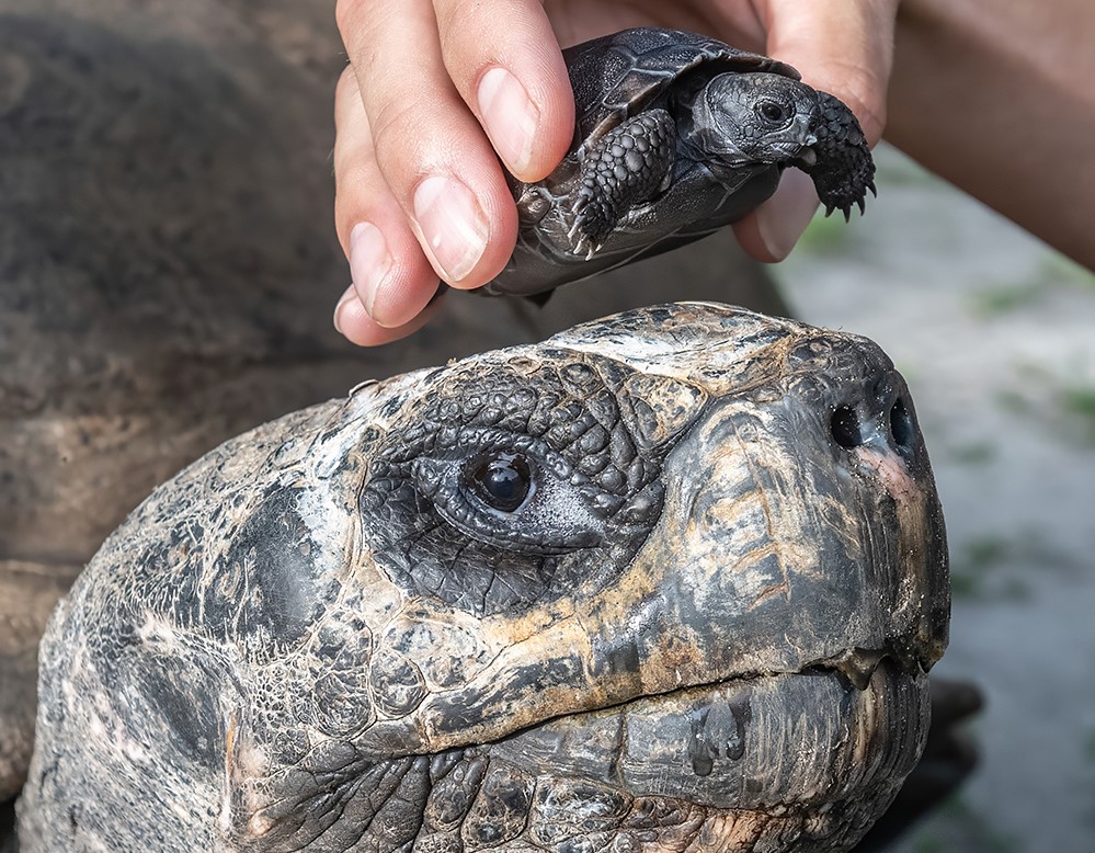 Goliath the Galapagos tortoise became a first-time dad at 135, hatching a historic baby just in time for Father’s Day - a possible Guinness World Record for oldest new parent.