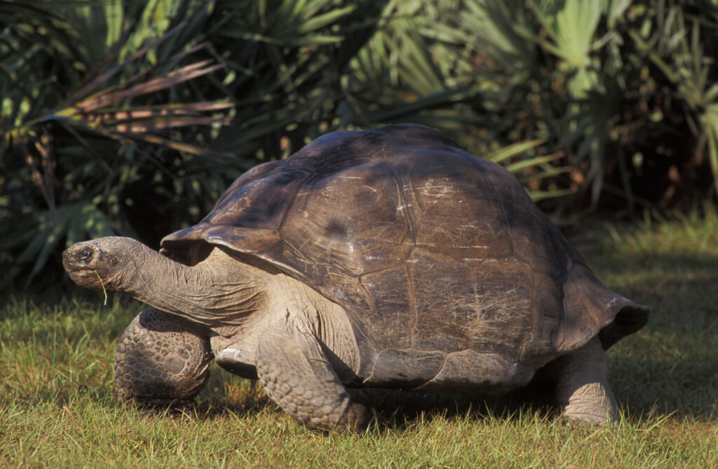 Goliath the Galapagos tortoise became a first-time dad at 135, hatching a historic baby just in time for Father’s Day - a possible Guinness World Record for oldest new parent.
